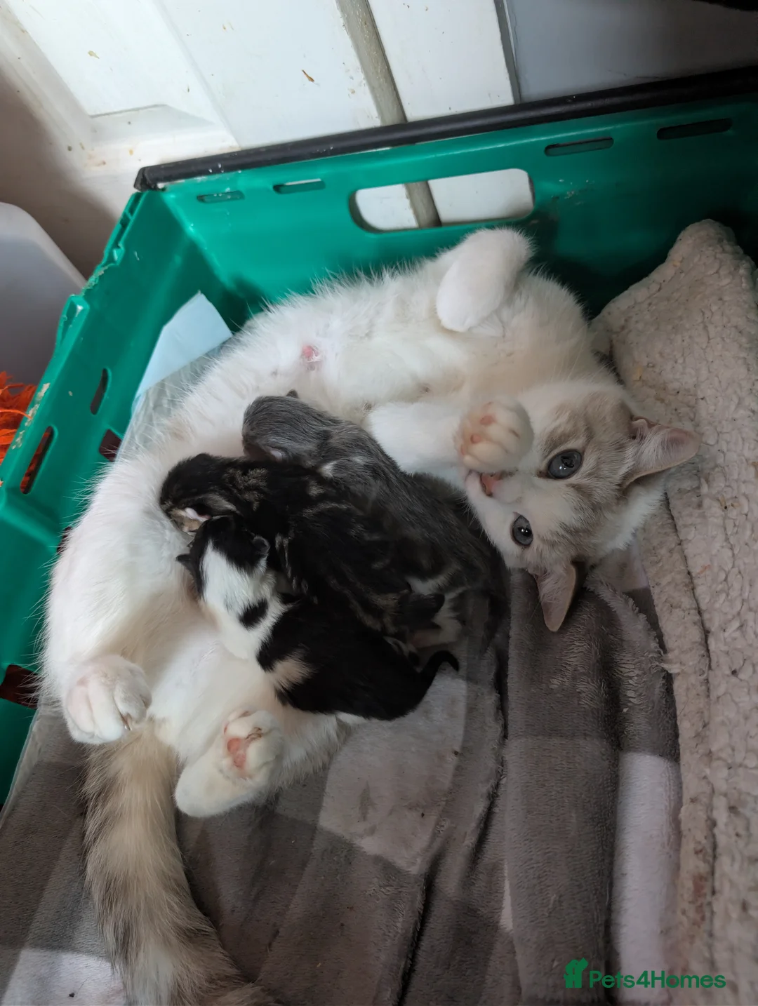Mixed Breed cats for sale: 4 kittens (mother is a snow Bengal x Russian Blue - Advert 2