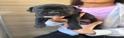 Mixed Breed dogs for adoption: Cane corso cross puppies - Advert 15