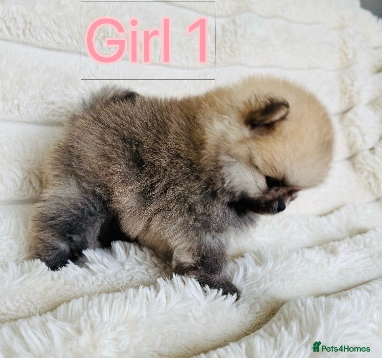 Pomeranian dogs Champion Lines Tiny Teddy Faced Pomeranians  - Advert 8