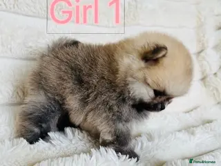 Pomeranian dogs Champion Lines Tiny Teddy Faced Pomeranians - Advert 8