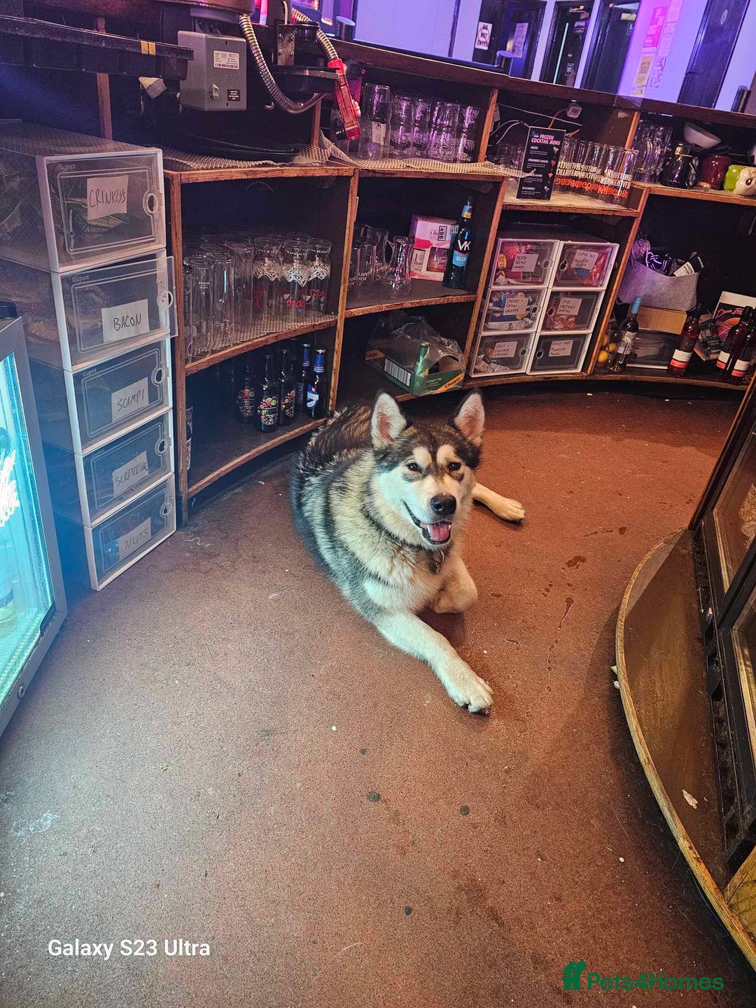 Alaskan Malamute dogs for sale: 2 Year Old Kc Alaskan Malamute Bitch - Advert 4