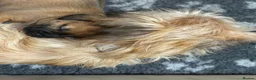 Mixed Breed dogs for sale: Mixed breed puppies looking for family homes - Advert 8