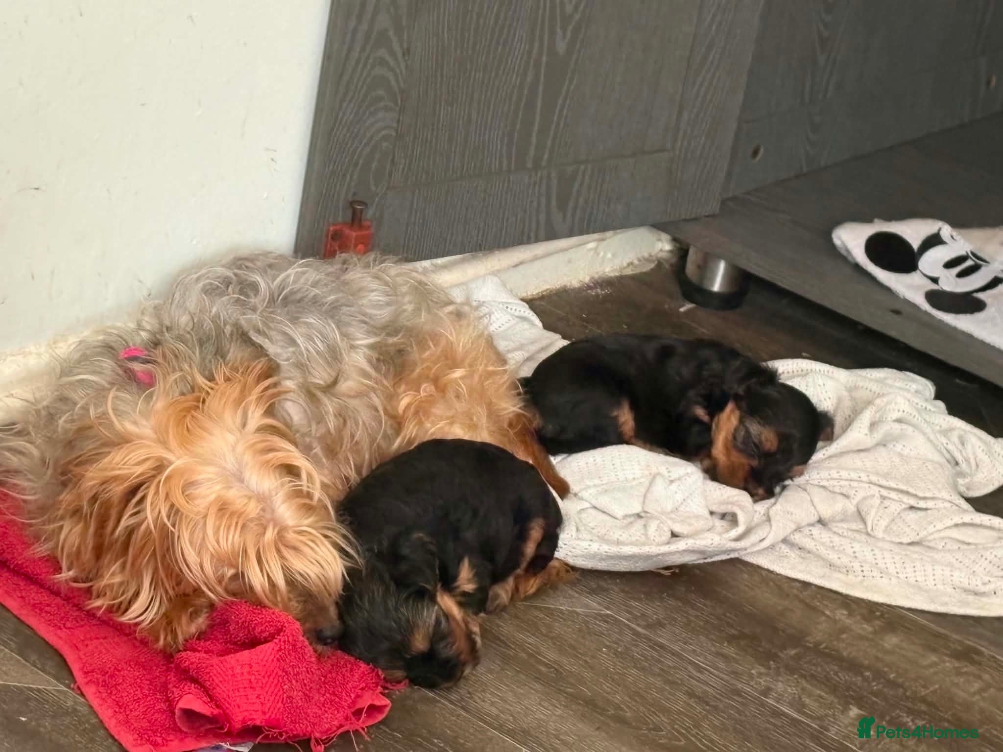 Yorkshire Terrier dogs 8 Week old Male Yorkshire Terrior  - Advert 1