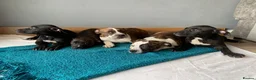 Shorty Bull dogs for sale: JAW-DROPPING POCKET BULLIES – IMPRESSIVE GENETICS  - Advert 16