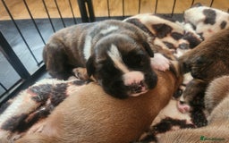 Boxer dogs for sale: 🌟KC REG BOBTAIL BOXER PUPS🌟 - Image 6