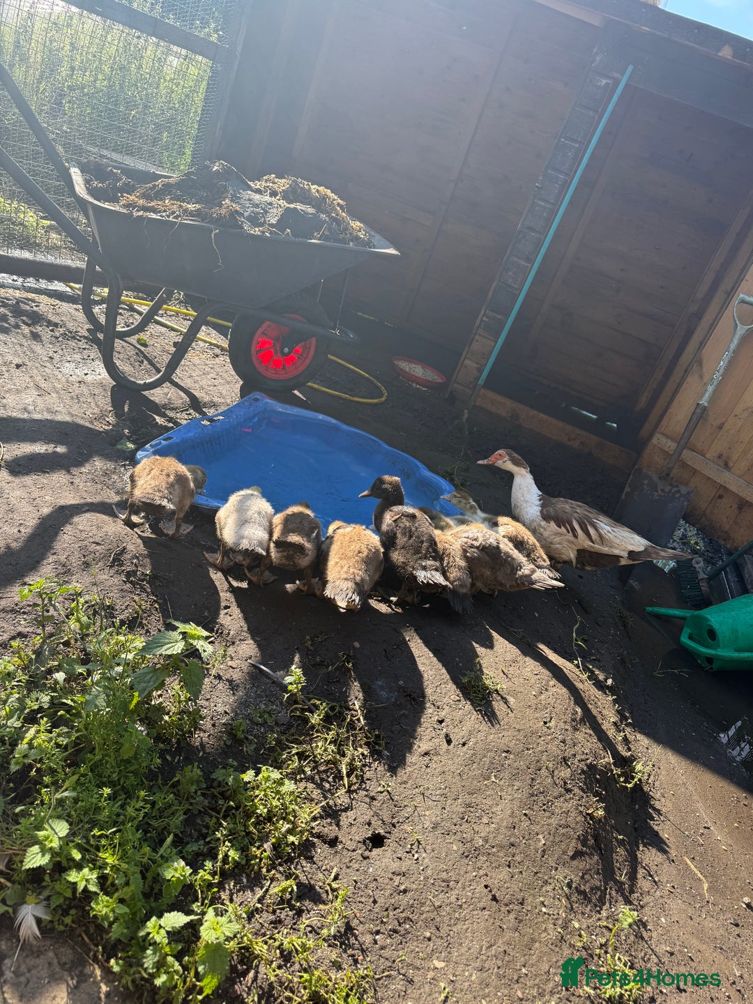 Ducks poultry for sale: Gorgeous and Muscovy ducklings - Image 9