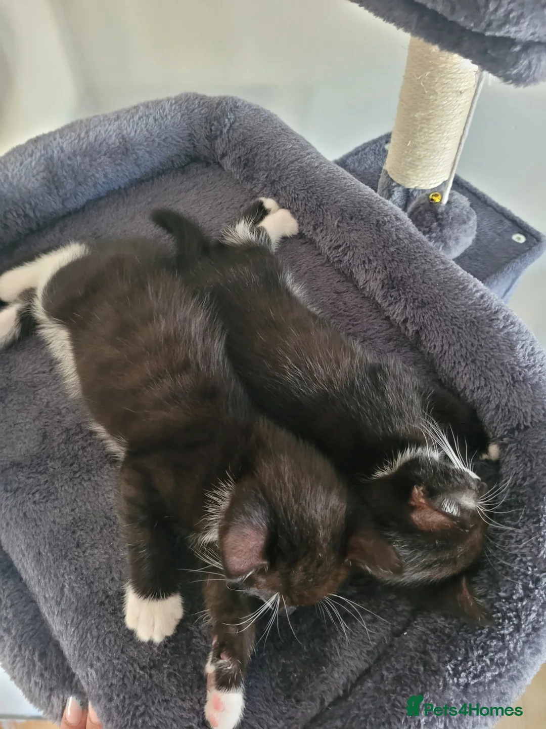 Mixed Breed cats for sale: 2x male kittens  - Advert 2