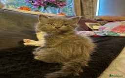 British Shorthair cats for sale: British Blue Cross.  - Image 2