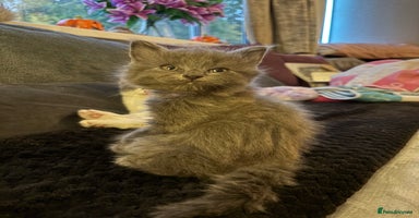 British Shorthair cats - Advert 1