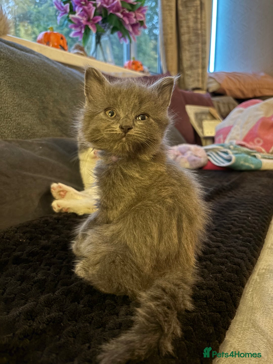 British Shorthair cats for sale: British Blue Cross.  - Image 2