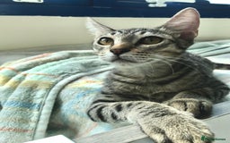 Mixed Breed cats for adoption: JAJA - HEALTHY - BALL OF FUN-INTELLIGENT-NEUTERED  - Image 4