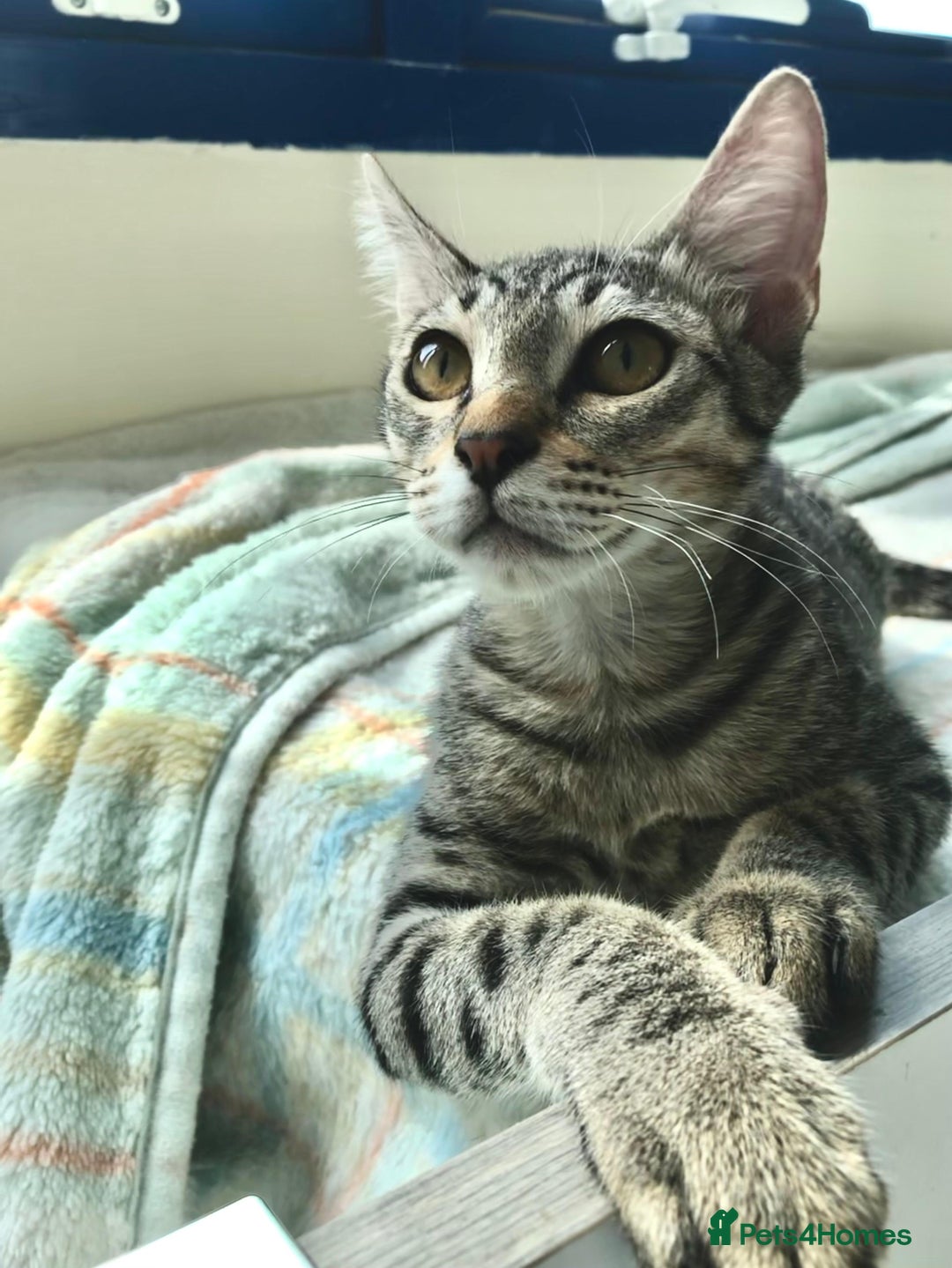 Mixed Breed cats for adoption: JAJA - HEALTHY - BALL OF FUN-INTELLIGENT-NEUTERED  - Image 4