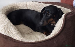 Miniature Dachshund dogs for sale: Miniature dachshund female - Image 23