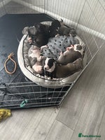 Staffordshire Bull Terrier dogs - Advert 6