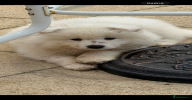 Samoyed dogs - Advert 6