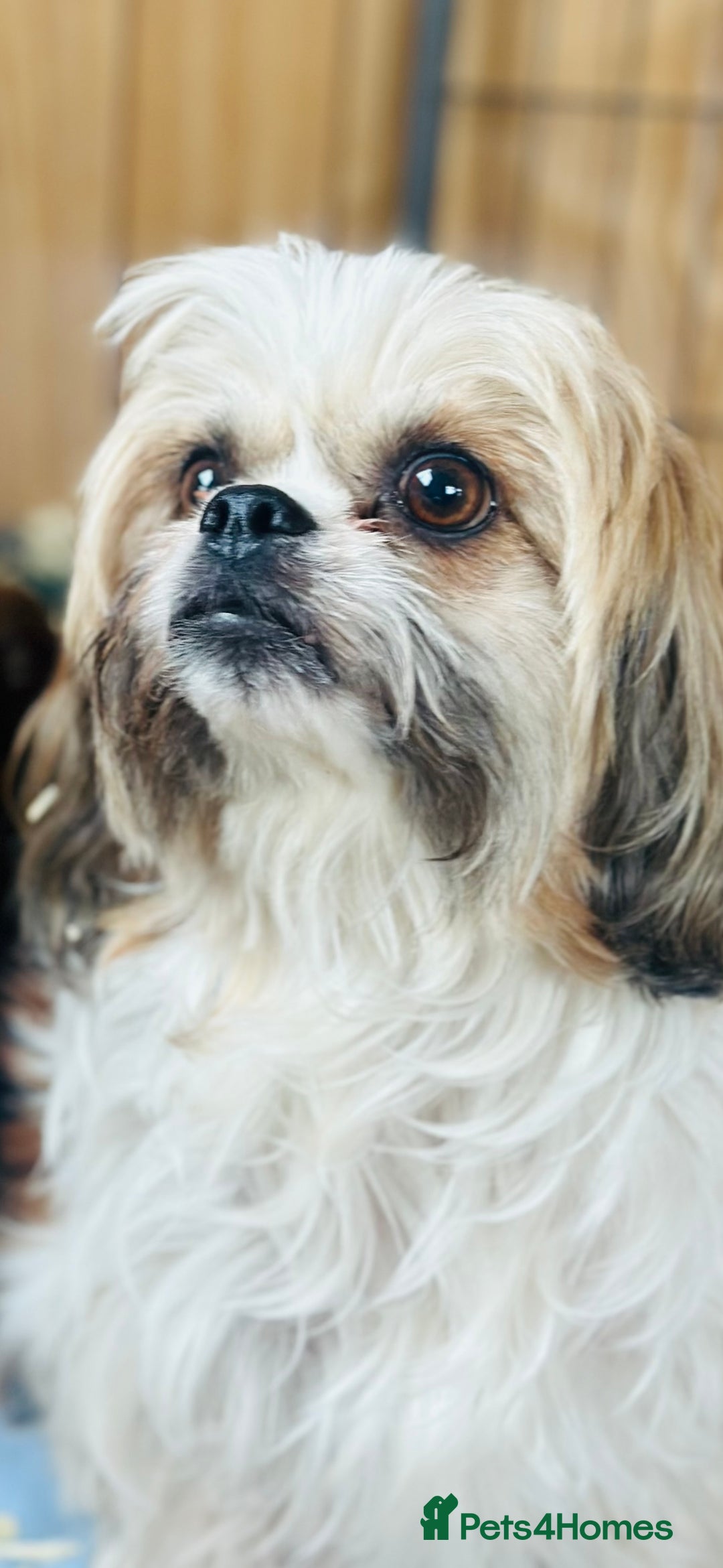 Shihpoo dogs for sale: Brother and sister allReady bags packed 🐶🐶 - Advert 6