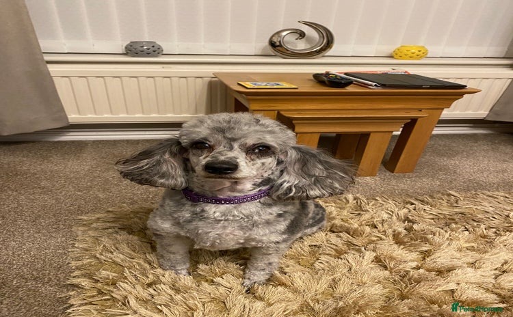 Miniature Poodle dogs - Advert 7