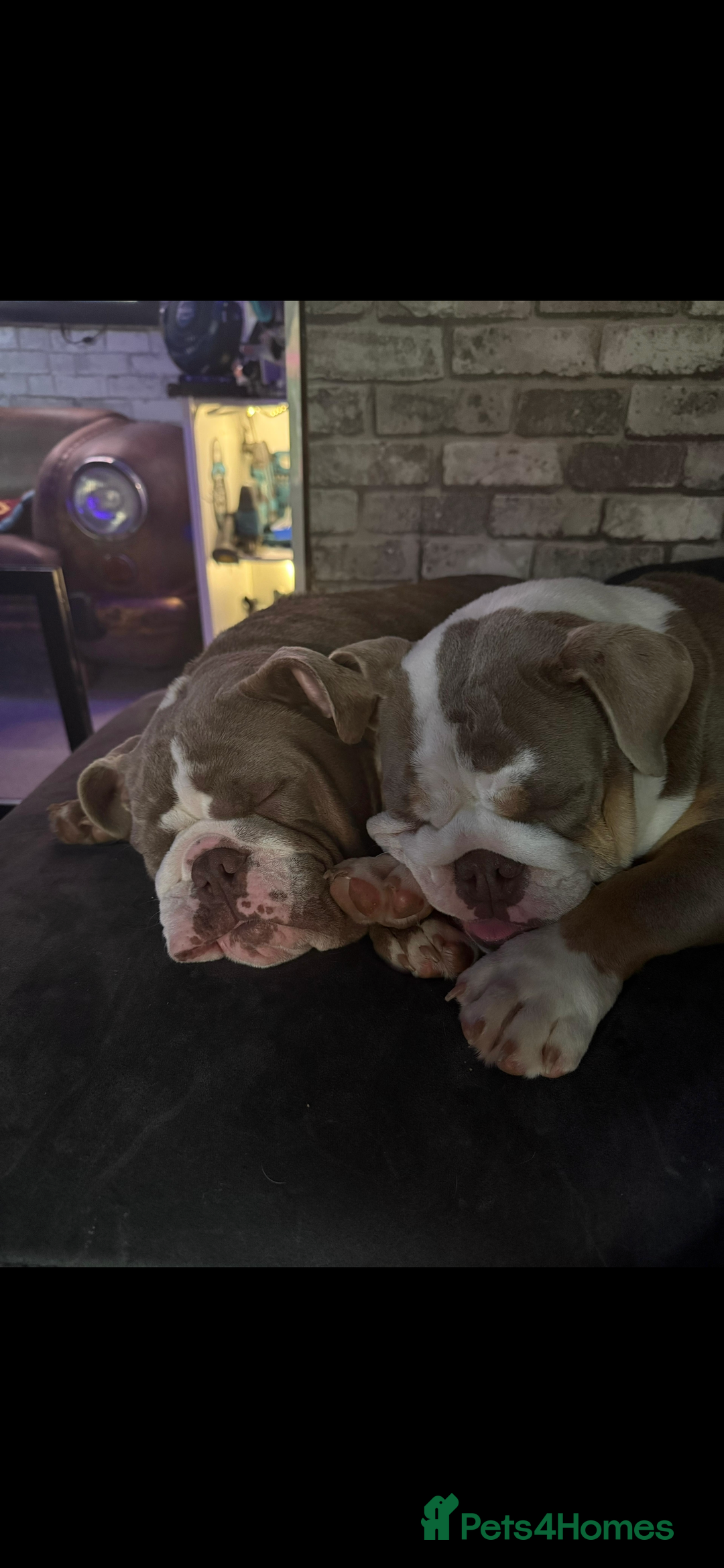 English Bulldog dogs for sale: British bulldogs one male one female  - Image 6