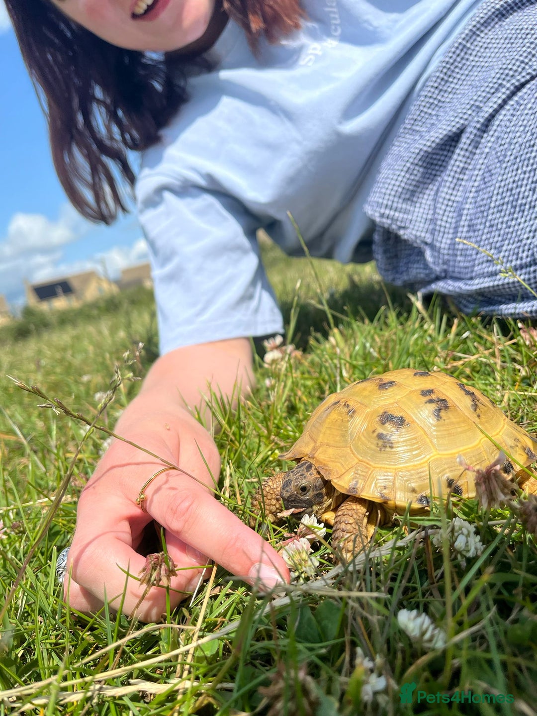 Tortoise reptiles for sale: 2x horsfields and full setup to go to right home - Image 1
