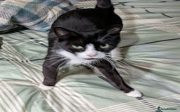 Mixed Breed cats for sale: Kittens - Image 2