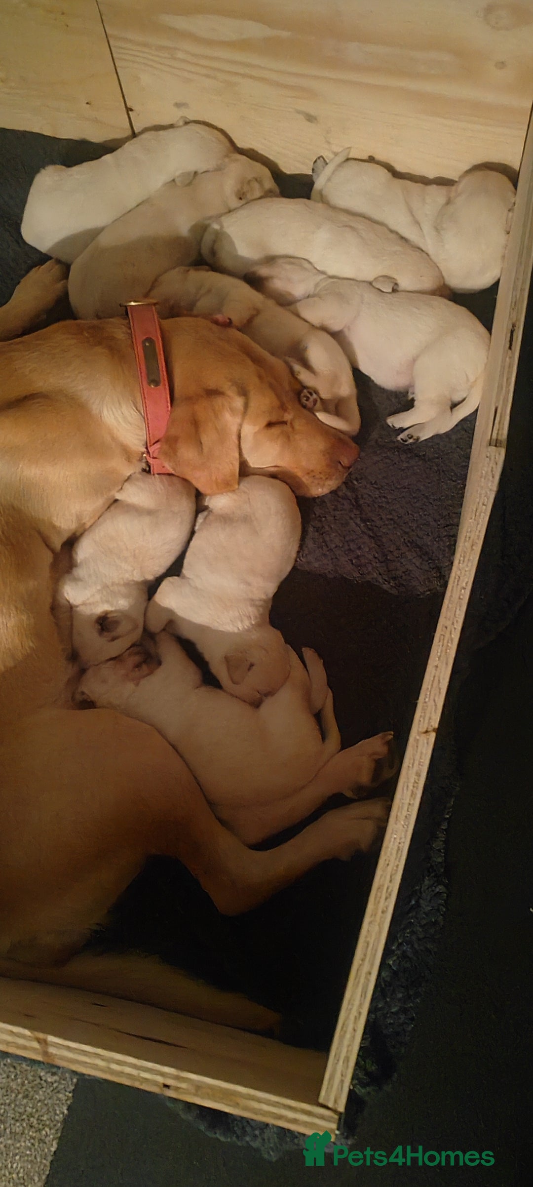 Goldador dogs for sale: Gorgeous Goldador puppies - Advert 11