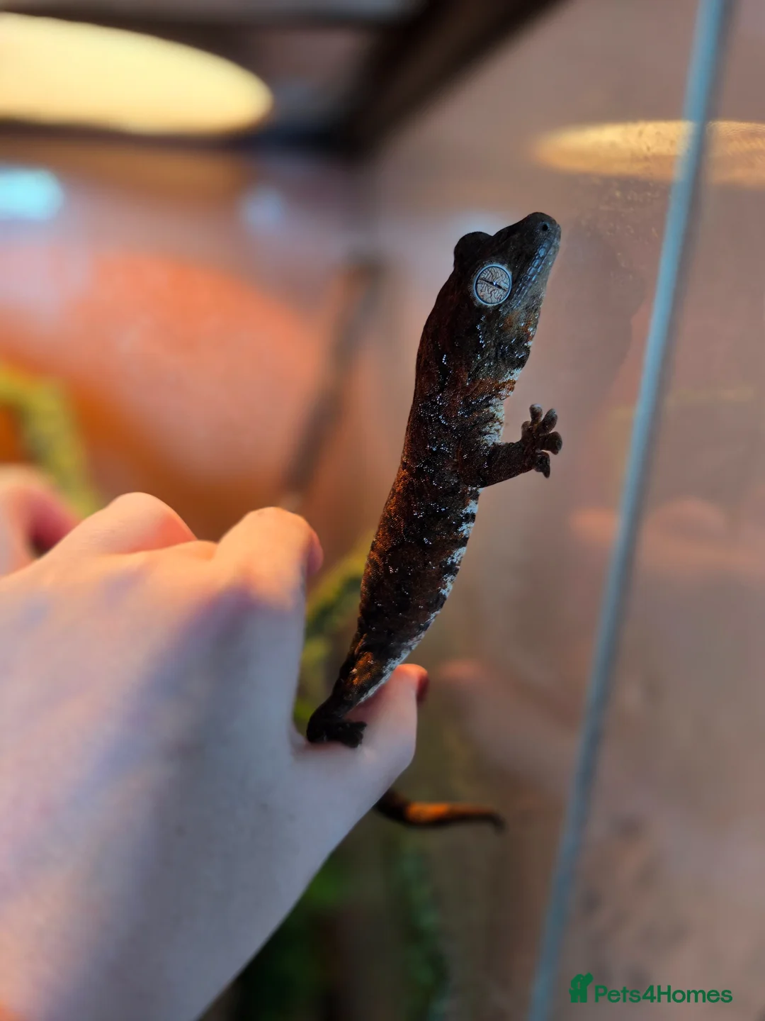 Gecko reptiles for sale: Mosy ghecko and setup  - Advert 2