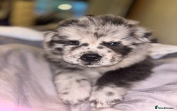 Chow Chow dogs for sale: Merle Chow Chow Pups 🐻 - Image 23