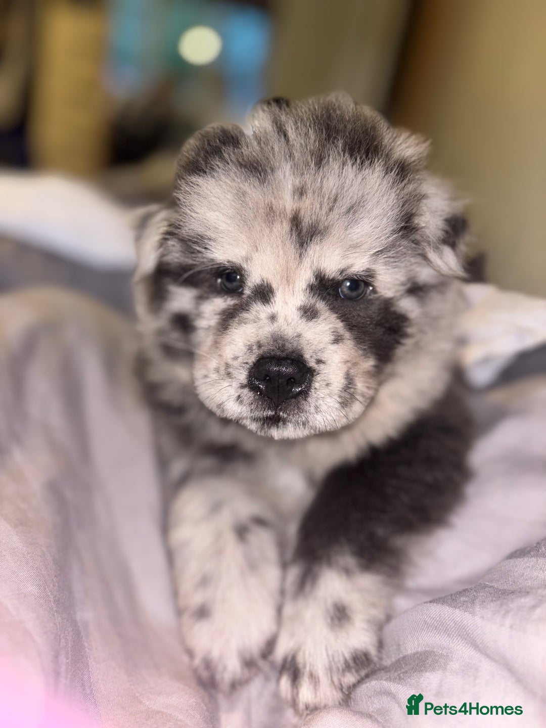 Chow Chow dogs for sale: Merle Chow Chow Pups 🐻 - Image 23