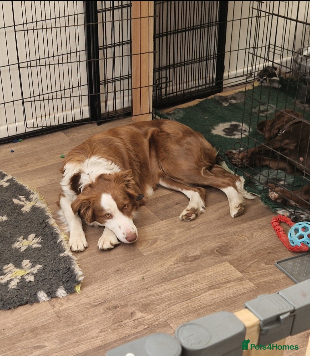 Border Collie dogs for sale: 4yr old Brown & White Border Collie Bitch - Advert 9