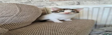 Mixed girl - white with tabby head & tail