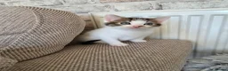 Mixed Breed cats for sale: 6 stunning breed kittens - Advert 4