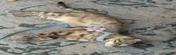 Bengal cats for sale: 5 year old Snow Mink bengal.  in Woodford Green - Advert 2