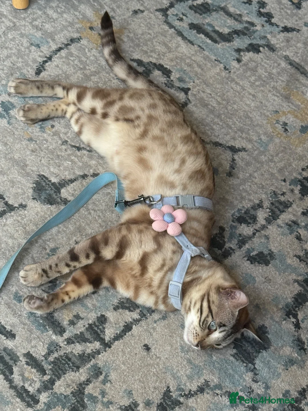 Bengal cats for sale: 5 year old Snow Mink bengal.  in Woodford Green - Advert 2