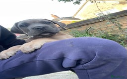 Cane Corso dogs for sale: Cane corso puppies 10 weeks old - Image 4