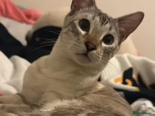 Mixed Breed cats 8 month old neutered male kitten - Advert 2