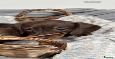 Miniature Dachshund dogs CHOCOLATE AND CREAM GIRL PUPPY  - Advert 5