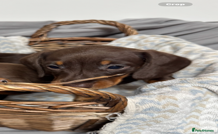 Miniature Dachshund dogs CHOCOLATE AND CREAM MINIATURE DACHSHUND PUPPIES  - Advert 4