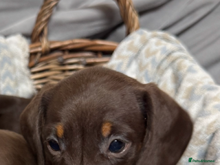 Miniature Dachshund dogs CHOCOLATE AND CREAM MINIATURE DACHSHUND PUPPIES - Advert 1