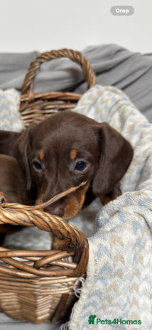 Miniature Dachshund dogs CHOCOLATE AND CREAM MINIATURE DACHSHUND PUPPIES - Advert 3