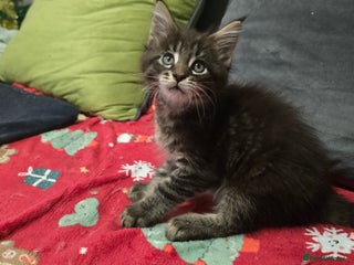 Maine Coon cats Maine Coon Kittens - Advert 4