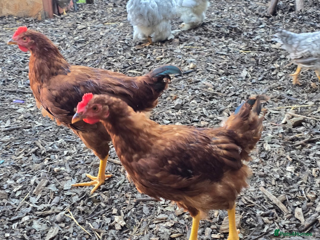 Chickens poultry for sale: Rhode Island Red Cockerells - Image 7