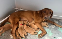 Labrador Retriever dogs for sale: KC Registered Fox red Labradors - Image 1