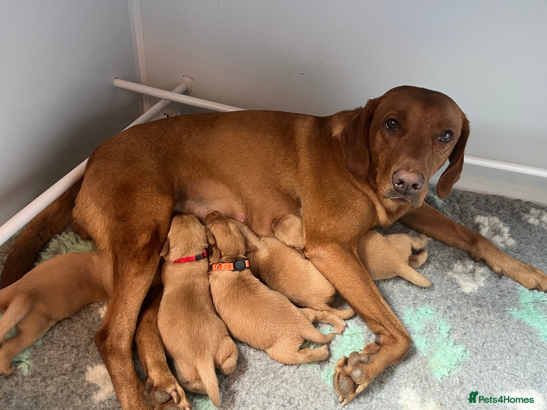 Labrador Retriever dogs for sale: KC Registered Fox red Labradors - Image 1
