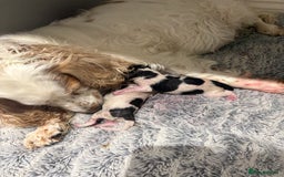 Sprocker dogs for sale: Sprocker puppies  - Image 5
