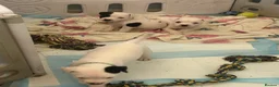 American Bulldog dogs for sale: American bulldog puppies  - Advert 10