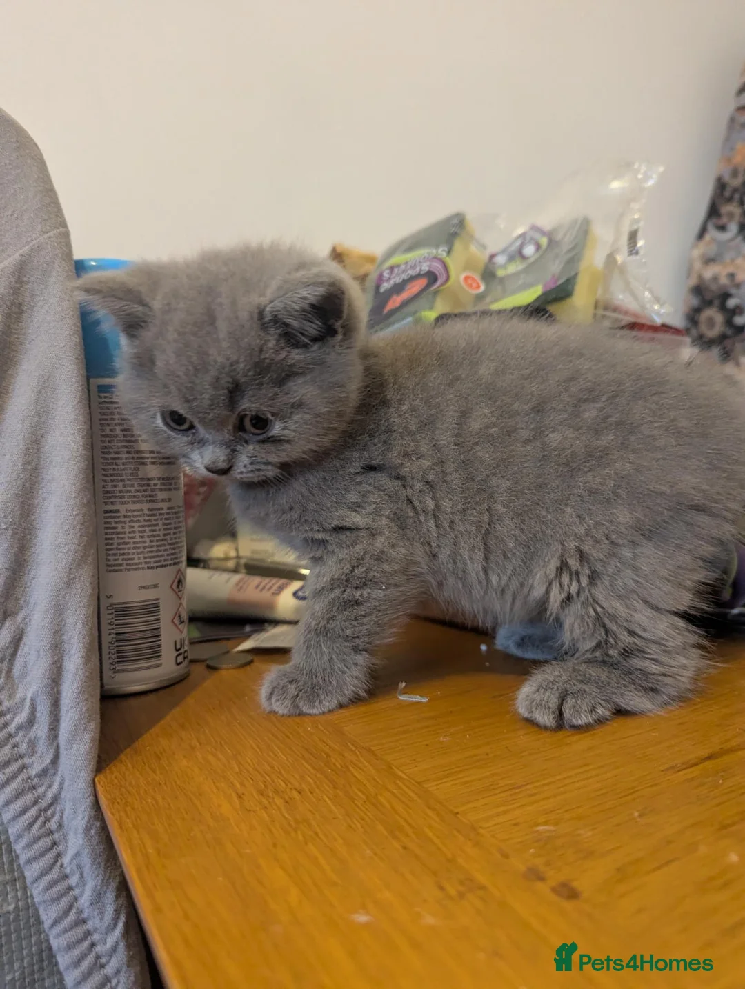 British Shorthair cats for sale: Champion line British Shorthair kittens in Blackburn - Advert 10