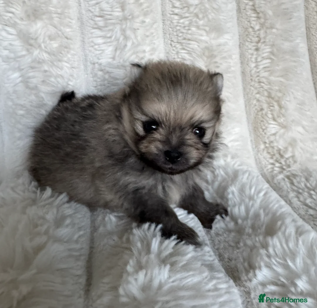 Pomeranian dogs for sale: Show Lines Tiny Teddy Faced Pomeranians  in Sunderland - Advert 2