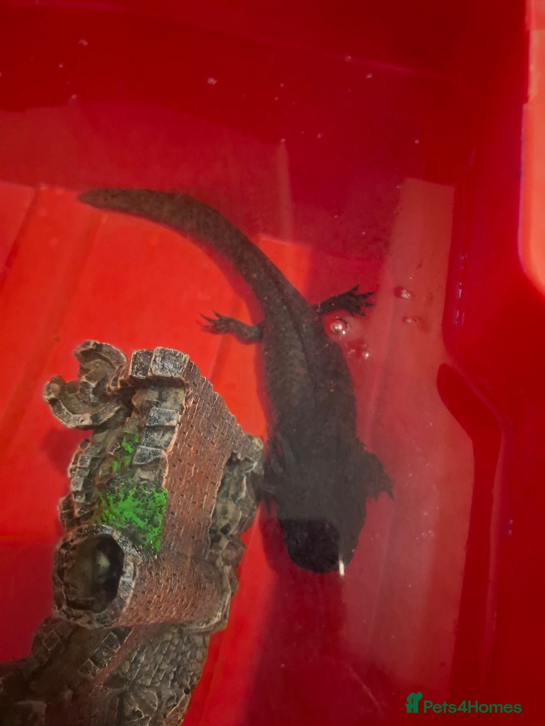 Axolotl reptiles for sale: Female Axolotols - Advert 2