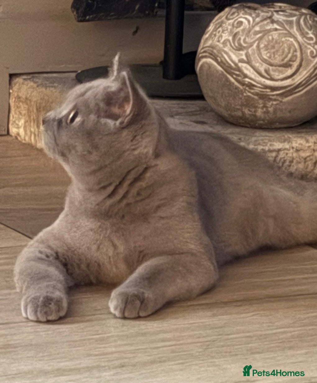 British Shorthair cats EXCEPTIONAL GCCF ACTIVE LILAC SHORTHAIR FEMALE - Advert 1