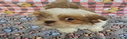 Shih Tzu dogs for sale: Choc Liver Shih Tzu puppies - Advert 12